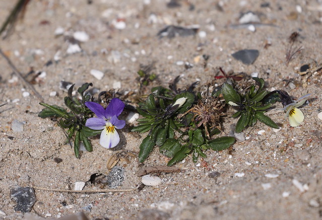 Stedmoderblomst (Wild Pansy / Viola tricolor)