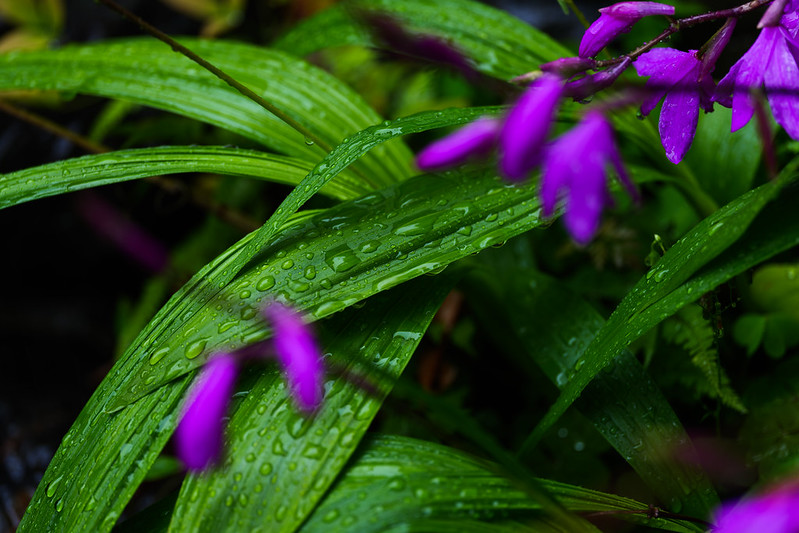 Purple Orchids in the Rain