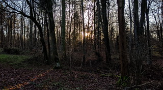 The Woods At Sunset