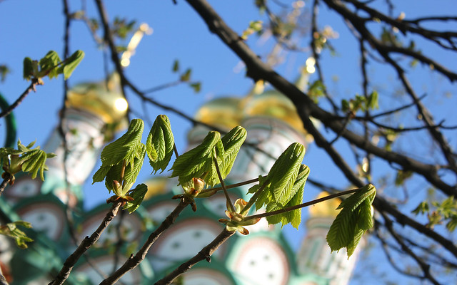 Russian Federation, Spring Holy Moscow. The young Leaves of Chestnut (Castánea, Fagaceae) apeared on the Trees near the Church of Saint Nicholas, Lev Tolstoy street / Komsomolsky Avenue, Khamovniki district. Православнаѧ Црковь.