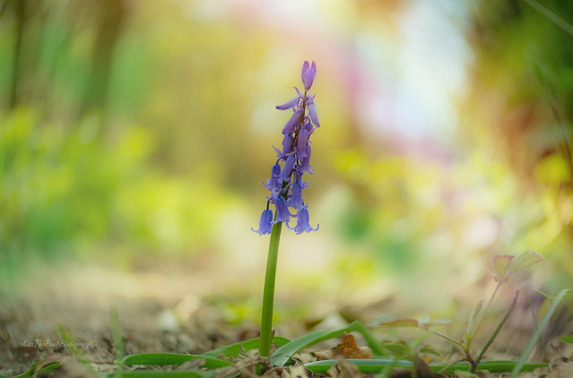Lonely Bluebell...