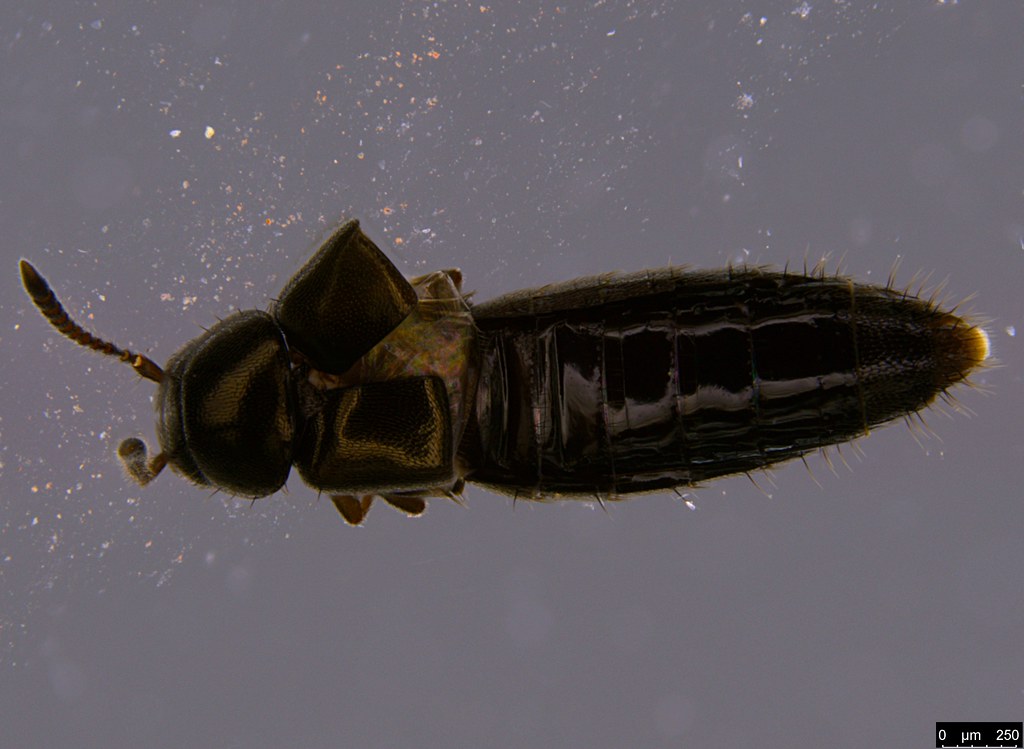 14b - Staphylinidae sp.