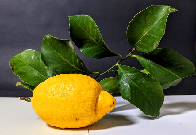 Sicilian lemon on leaves
