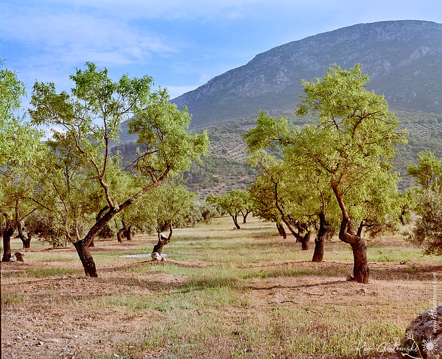 Almond trees in the olive groves