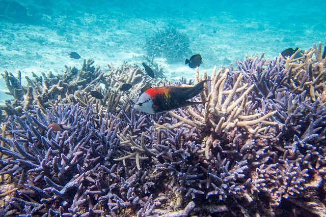 Fish in the coral, Agincourt Reef, the Great Barrier Reef, Far North Queensland