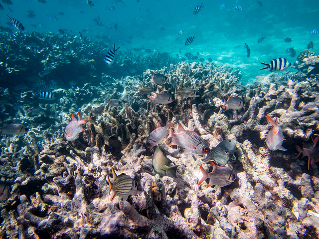 Fish feeding, Agincourt Reef, the Great Barrier Reef, Far North Queensland