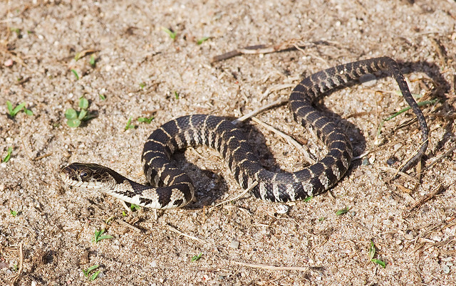 Northern Water Snake (Nerodia sipedon)