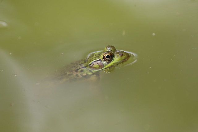 Northern Green Frogs (Ypsilanti, Michigan) - 117/2021 320/P365Year13 4703/P365all-time (April 27, 2021)