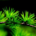 Spruce Tree Leaf