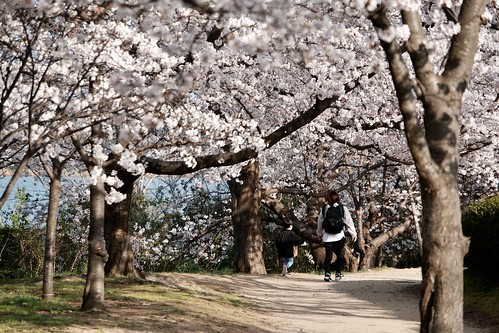 桜の花、舞い上がる道を 2021