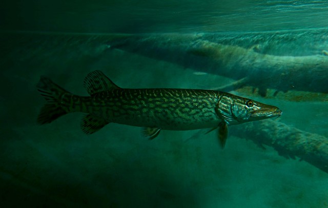 Northern Pike / Hecht