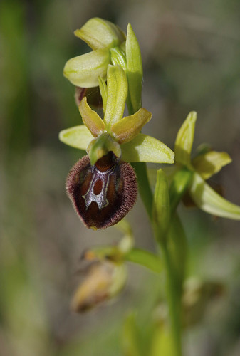 kent orchids kentorchids britishorchids wildorchids earlyspiderorchids ophryssphegodes
