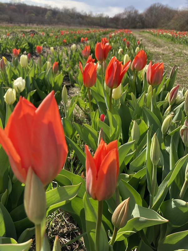 Field Trip in April:  Tip Top Tulips!