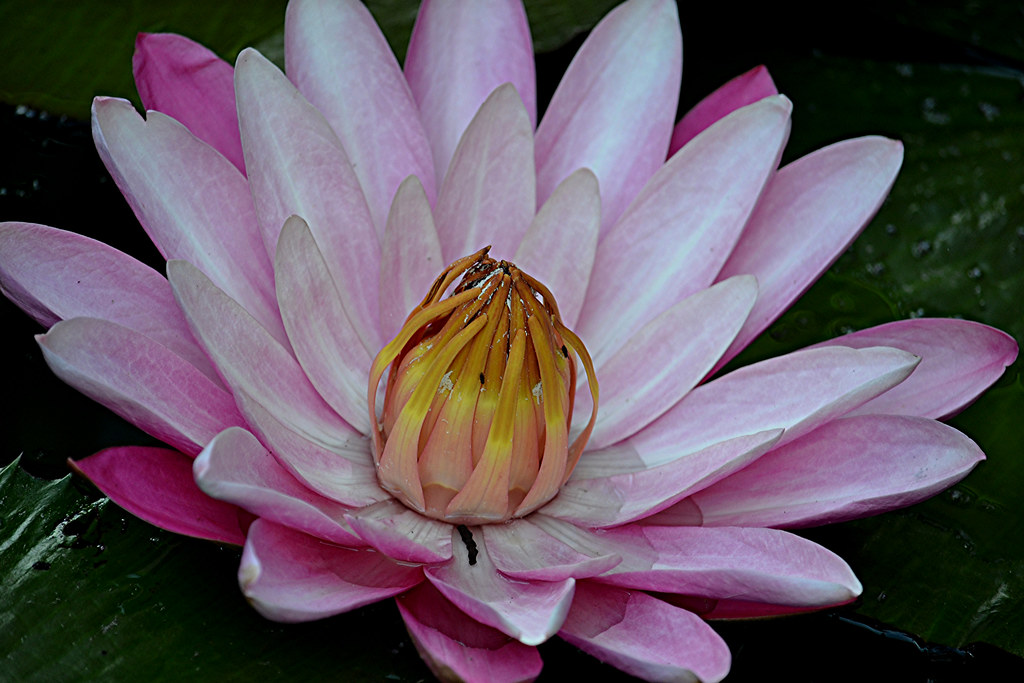 The heart of a pink water lily