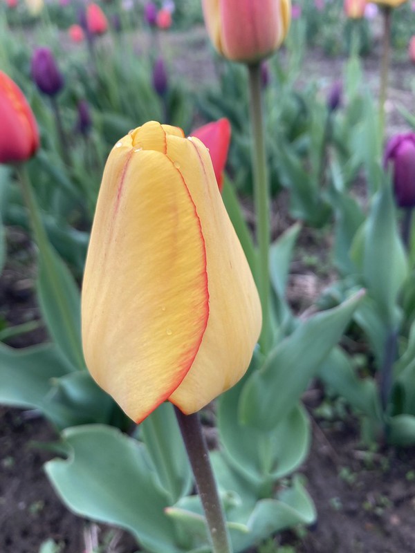 Field Trip in April:  Tip Top Tulips!