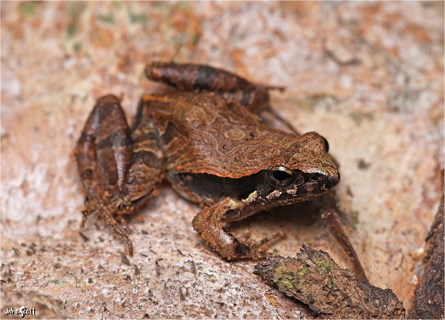 Cuvier's Weeping Frog (Physalaemus cuvieri)