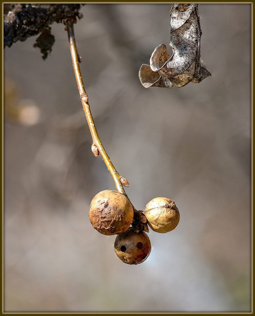 Oak gall cynips (In Explore)