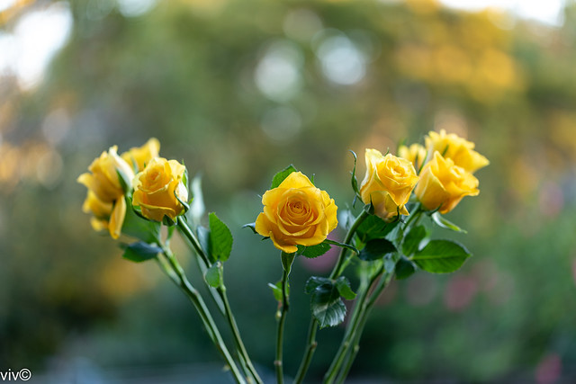 Beautiful Rose bouquet