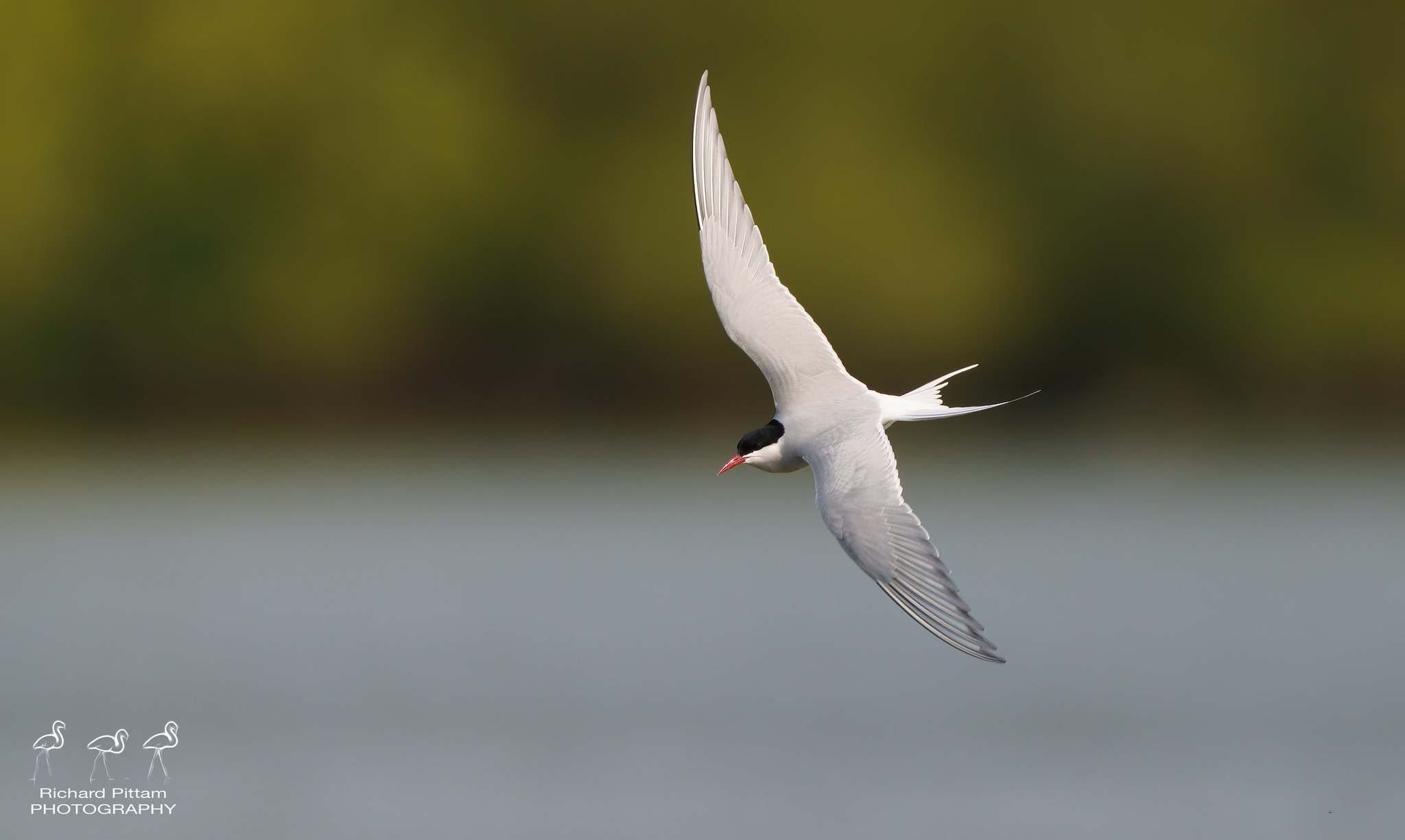 Arctic Tern [ I'm sure I'll get a few Commons mixed up...]