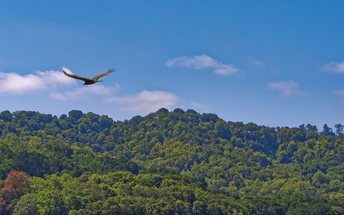 olympus landscape bif vulture bird birdinflight trees hills clouds