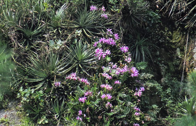 Cattleya purpurata in situ
