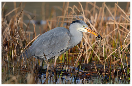 Grey Heron (Juv) | by Mark S Searle