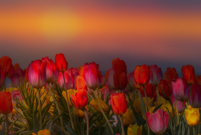 Tulips in sunset light