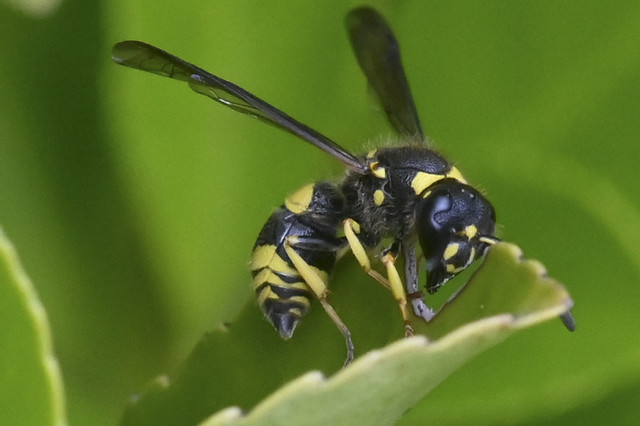 Wasp  --   Guêpe  --  Eumeninae Symmorphus