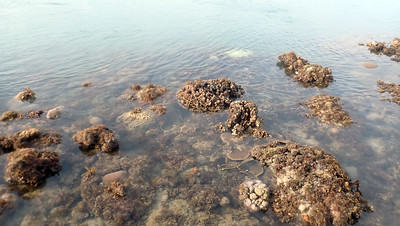 Living reefs of Terumbu Bemban, May 2021