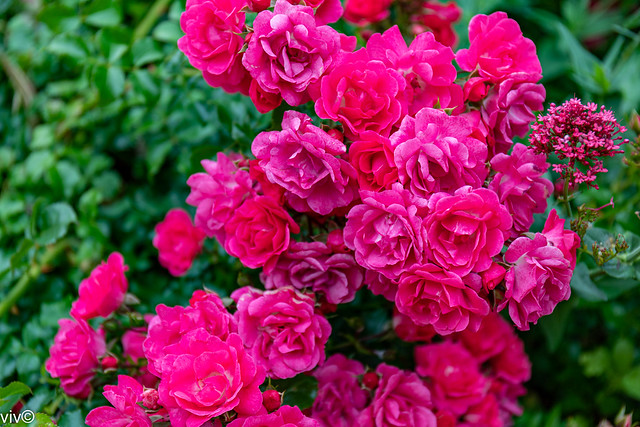 Beautiful Roses galore