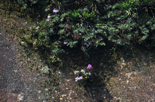 Cattleya purpurata in situ