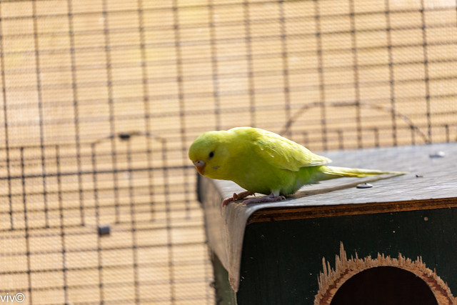 Cute Regent parrot pondering its next move