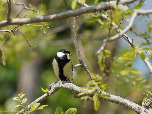 Cinciallegra con imbeccata - Great Tit | by riccardof55