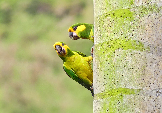 Perico Palmero, Loro Orejiamarillo, Yellow-eared Parrot (Ognorhynchus icterotis)