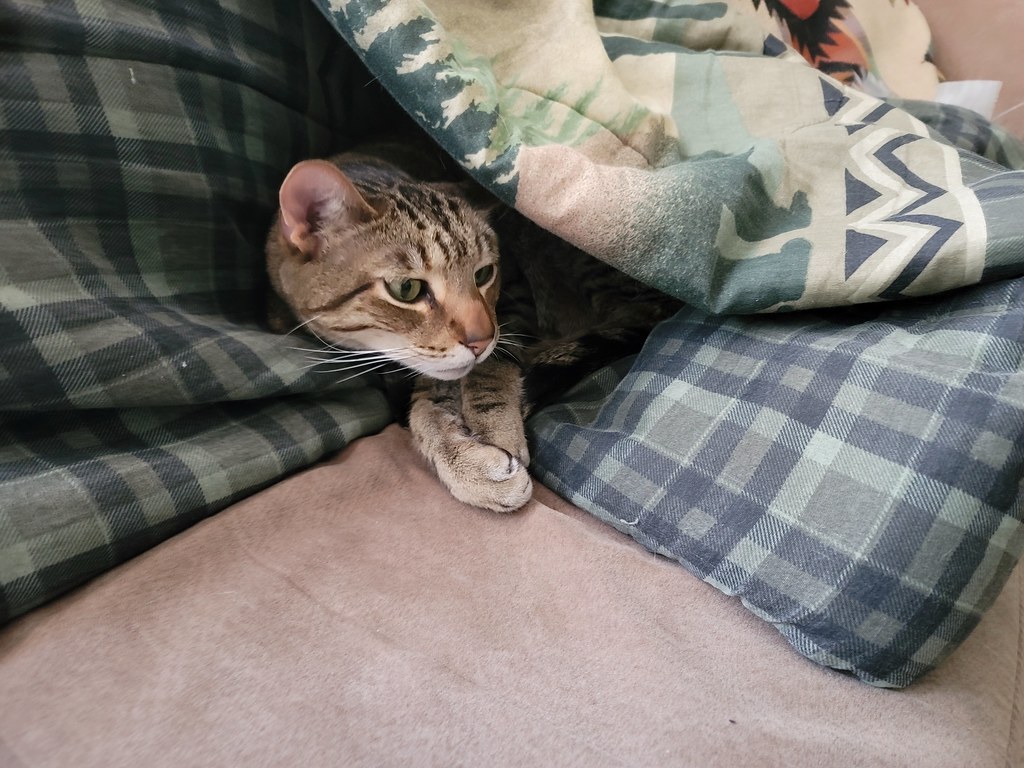 Issun's Blanket Fort