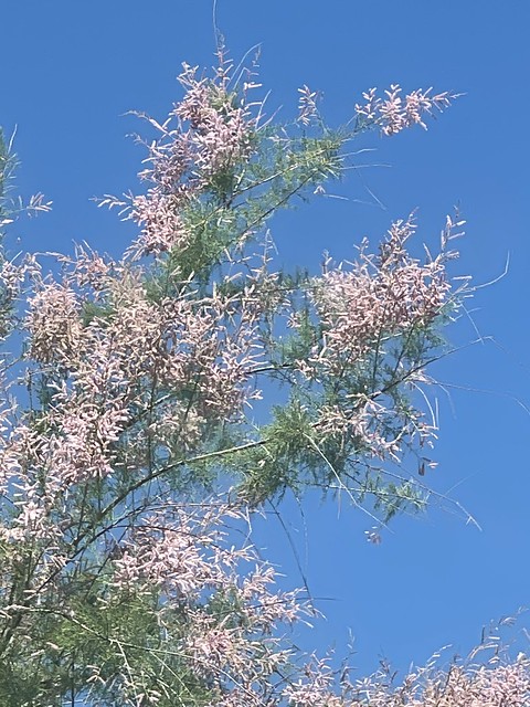 Flowering Tree In Tucson