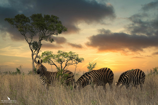 Zebras By The Sunset