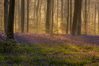 Bluebells in the golden glow of dawn