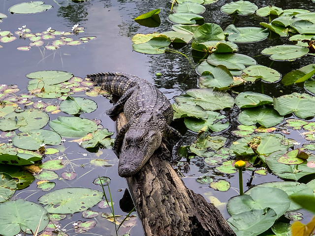 Arboretum Alligator (4/29/2021)