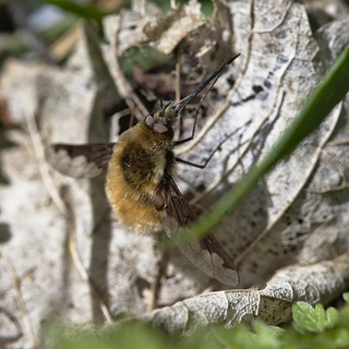 bee fly (Bombylius major)