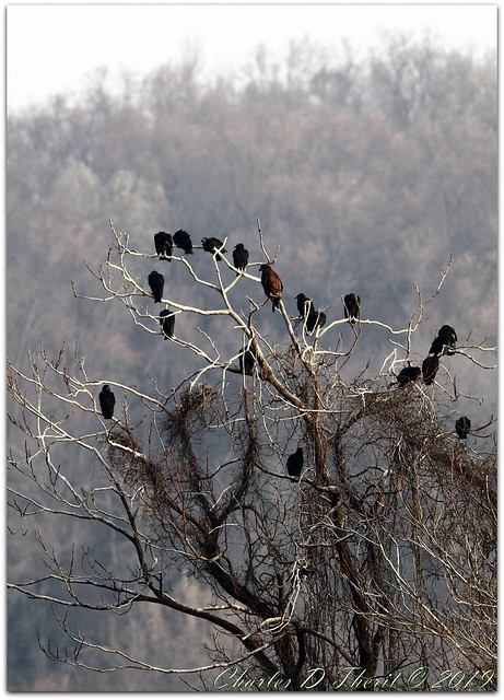 Vulture Roost