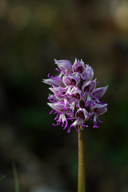Orchis simia - Orchis singe - Monkey Orchis