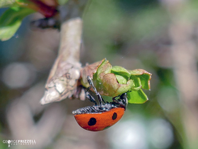 Week 16/52 Ladybird just hanging around [Explored 2 May 21]