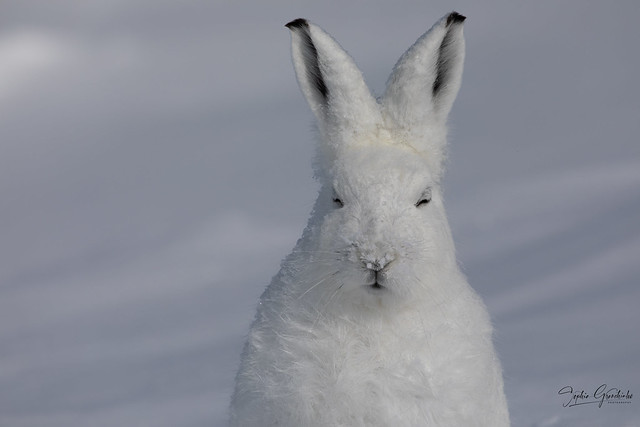 An arctic hare covered in a layer of snow with ears pointing up and eyes closed