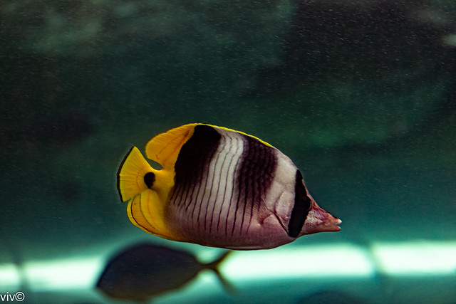 Beautiful Pacific double-saddle butterflyfish