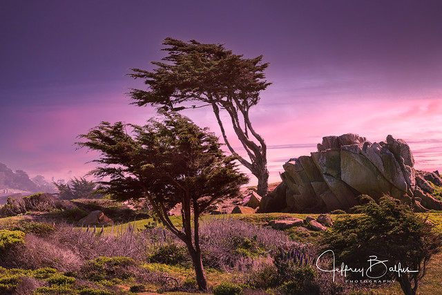 Monterey Cypress  at Sundown-
