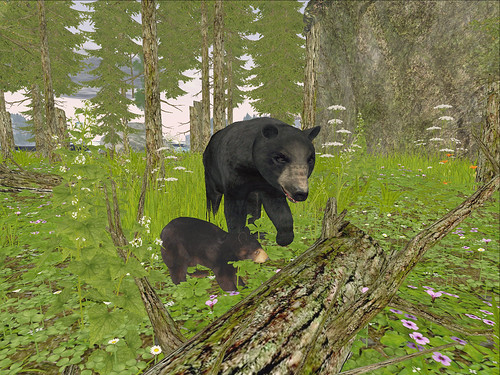 Candlewood  - Bears Foraging In Stika Pines | by mromani50
