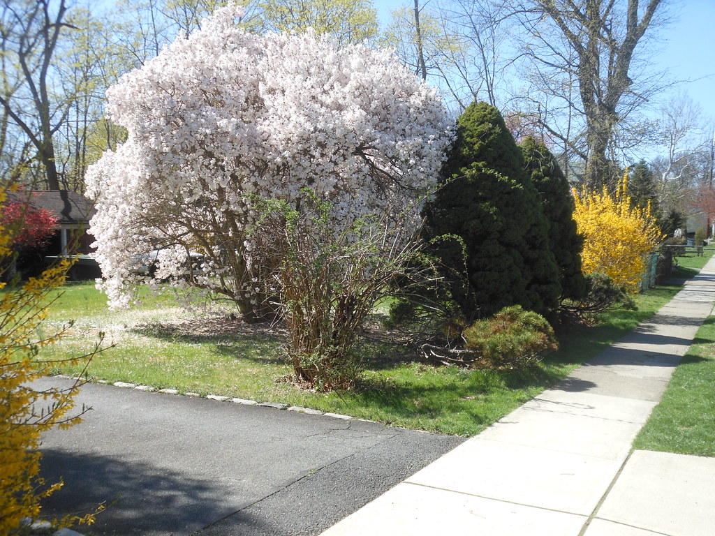 Flowering Tree and Forsythia, Hatfield Street Caldwell, NJ