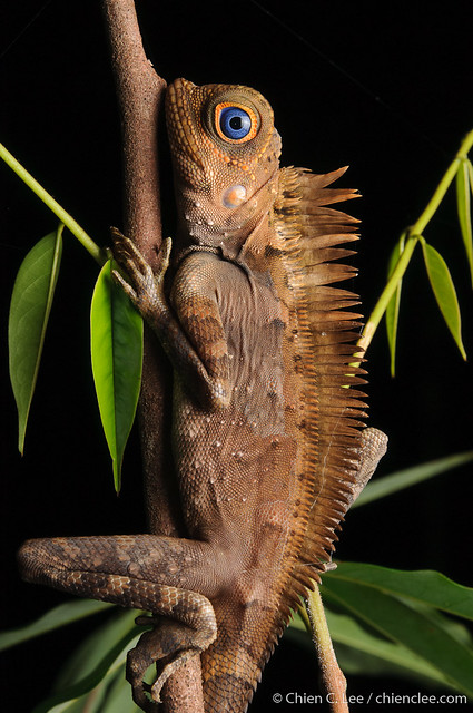 Blue-eyed Angle-headed Lizard (Gonocephalus liogaster) ♂️