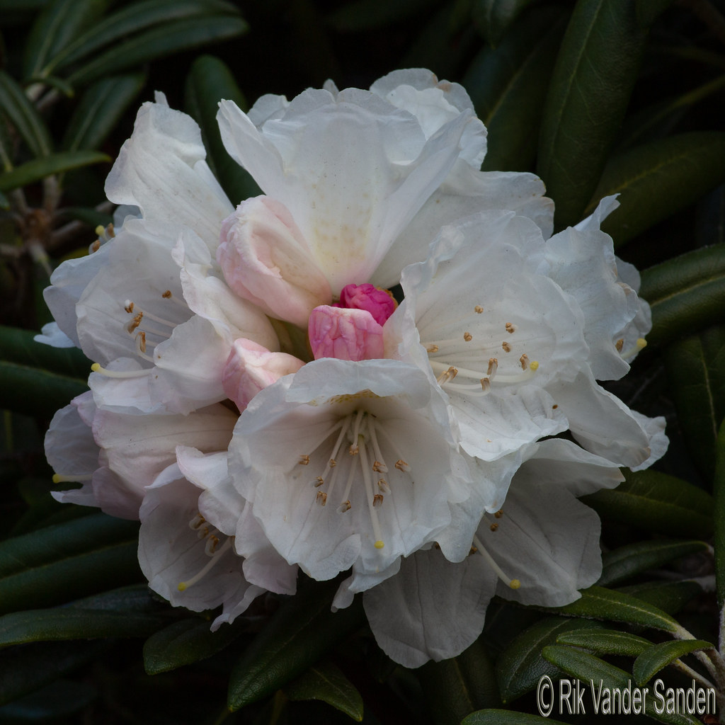Rhododendron 